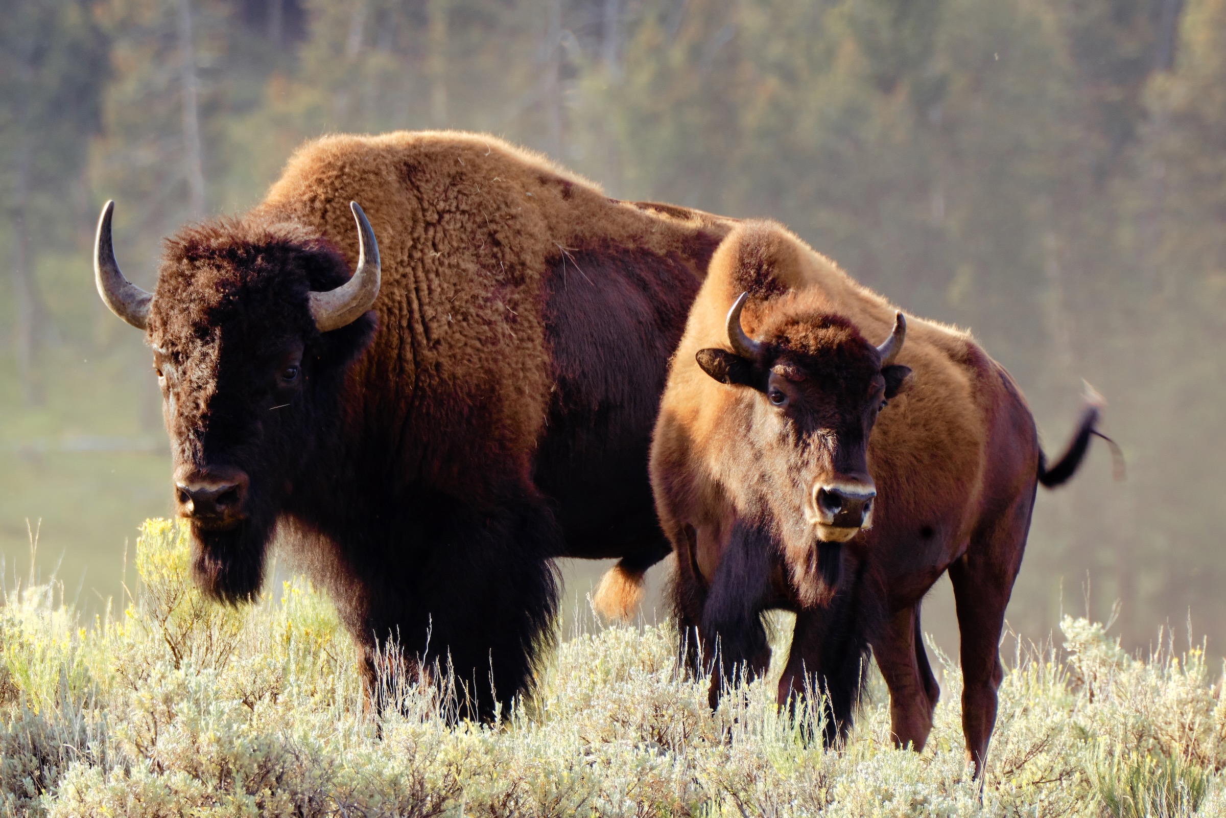 Two massive American bison grazing peacefully across the open grassland range