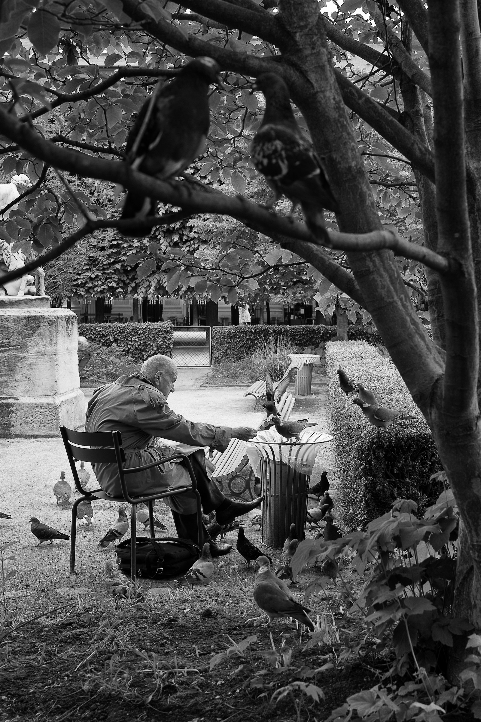 Gentleman seated on classic green Parisian park chair feeding pigeons under gravel garden trees in Paris